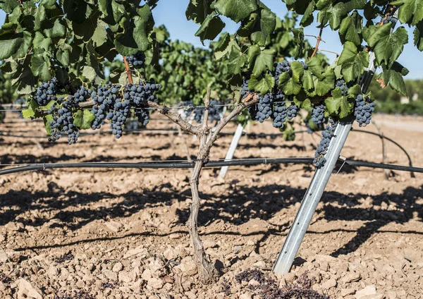 Uvas de vino tinto — Foto de Stock