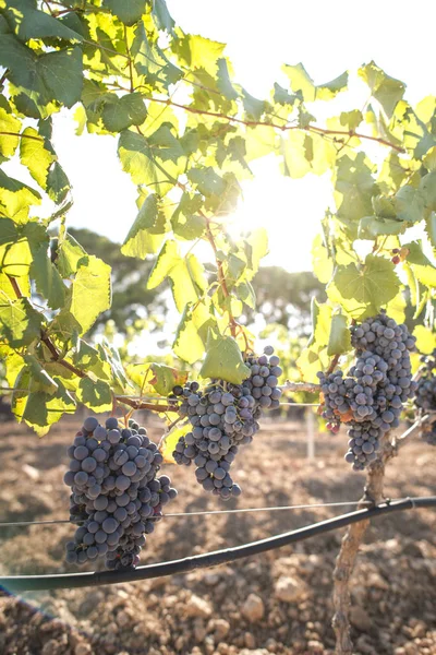 Uvas de vino tinto —  Fotos de Stock