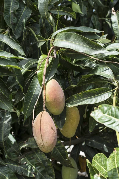 Mango på gren och solstrålar — Stockfoto