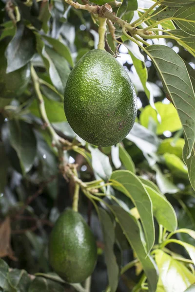 Avokado på ett träd. Lastad med frukt — Stockfoto