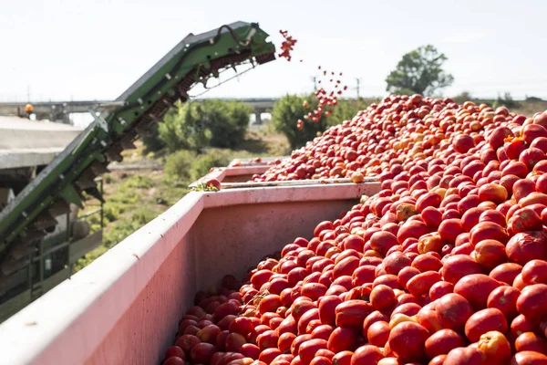 收割机收集西红柿 — 图库照片