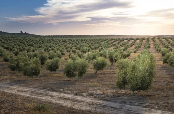 Olive plantation landsbygden — Stockfoto