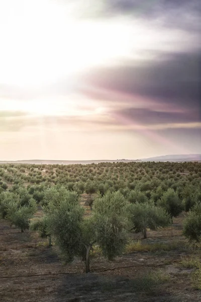 Campo de plantación de olivos —  Fotos de Stock