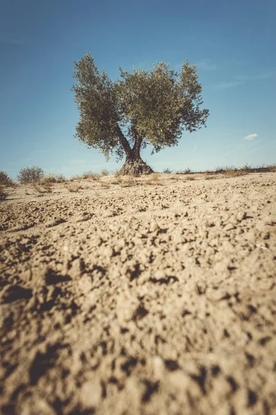 Uma oliveira — Fotografia de Stock