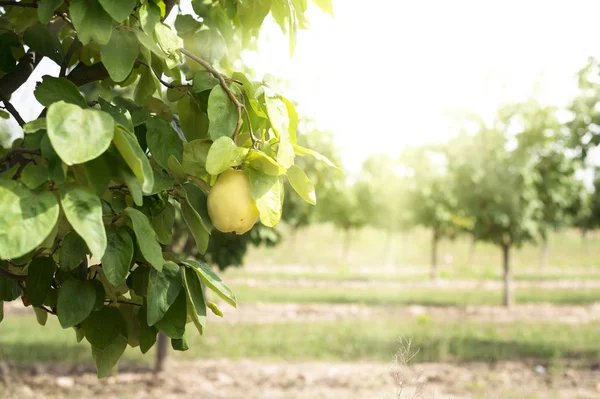 Quince orchard. Sunlight. — Stock Photo, Image