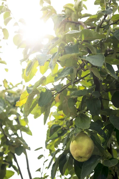 Quince Orchard. Luz solar . — Foto de Stock