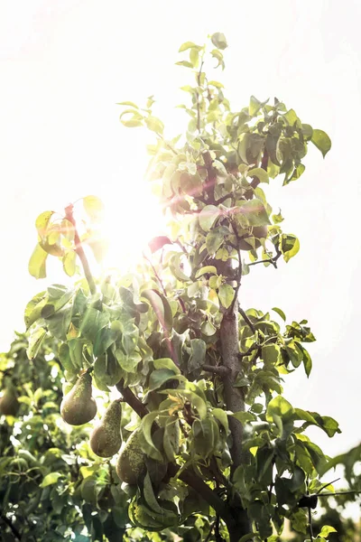 Päron på gren närbild — Stockfoto