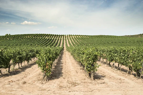 A sorok szőlőültetvények és borászat — Stock Fotó