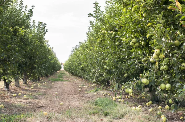 Árbol de manzanas en el huerto — Foto de Stock