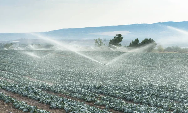 Watering cabbages with sprinklers — Stock Photo, Image
