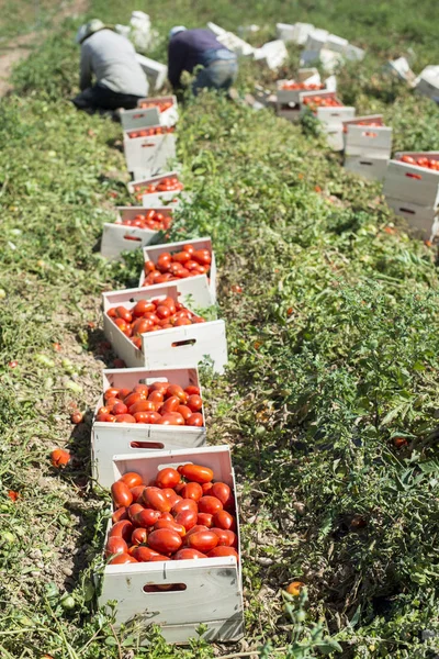 Plockade tomater i lådor — Stockfoto