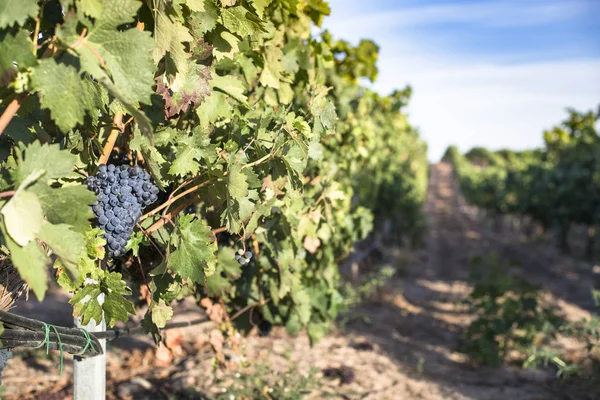 Виноград красного вина — стоковое фото