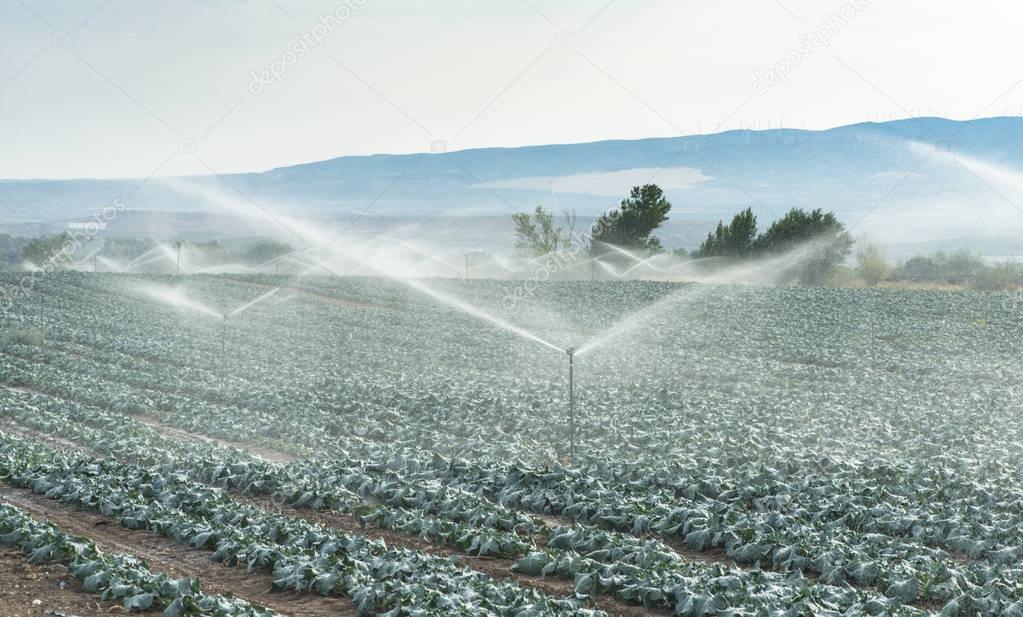 Watering cabbages with sprinklers