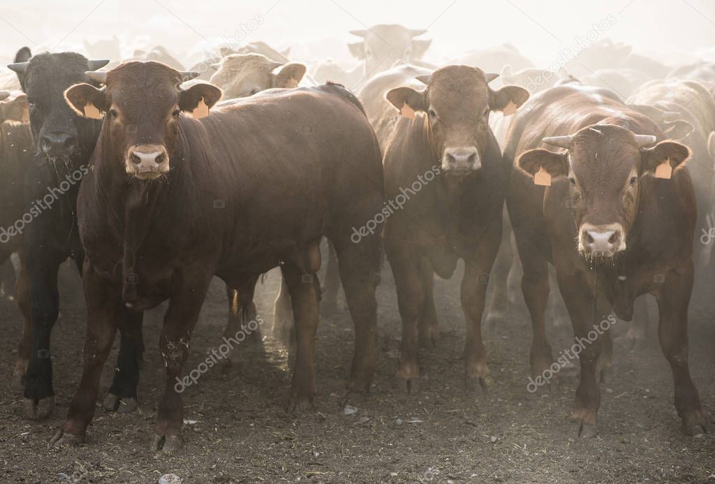 Calves in farm for veal. — Stock Photo © 129019588