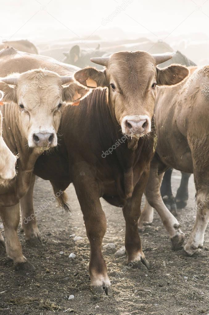 Calves in farm for veal. — Stock Photo © 129019604