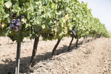 Kırmızı Şaraplık