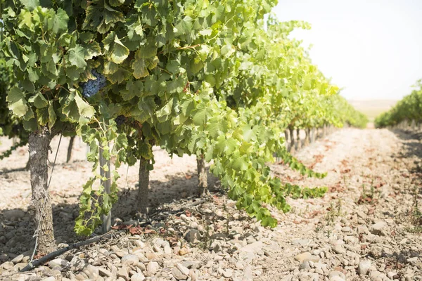 Uvas de vino tinto — Foto de Stock