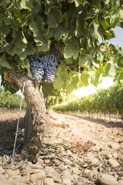 Vinice v řádcích a vinařství — Stock fotografie