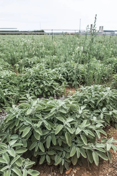 Jardim de especiarias Sage — Fotografia de Stock