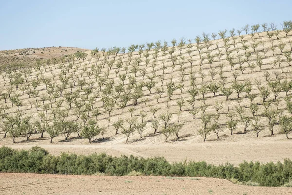 Badem ağaçları plantasyon — Stok fotoğraf