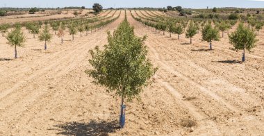 badem ekimi ağaçlar