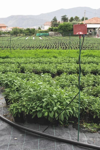 Plantaciones de especias salvia — Foto de Stock