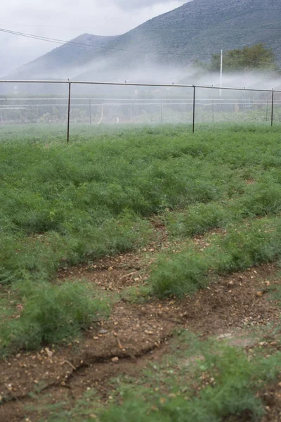 Fältet som är planterad med dill — Stockfoto