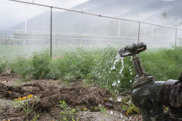 パイプおよび植物の散水に水道水 — ストック写真