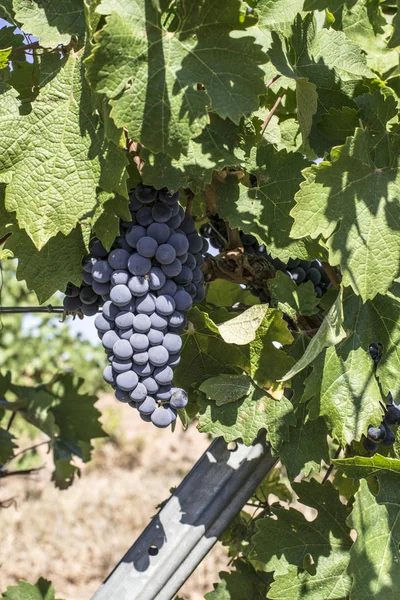 Uvas de vinho tinto . — Fotografia de Stock