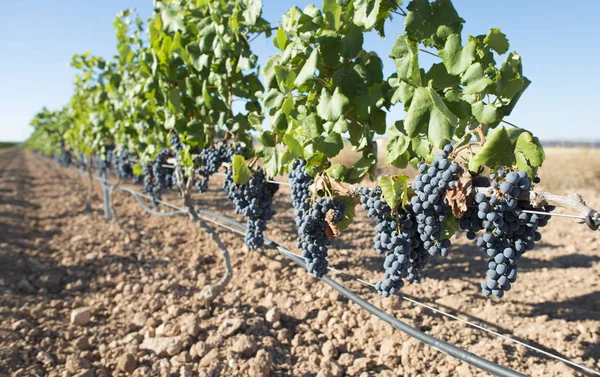 Uvas de vinho tinto . — Fotografia de Stock