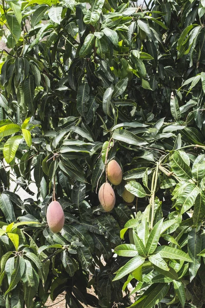 Árboles con mangos — Foto de Stock