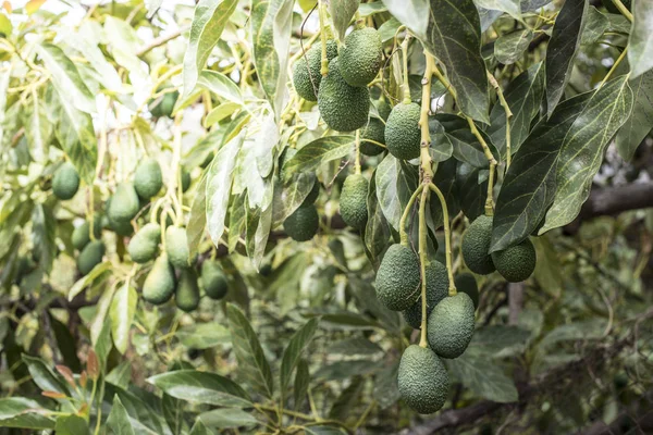Свежий авокадо на ветках — стоковое фото