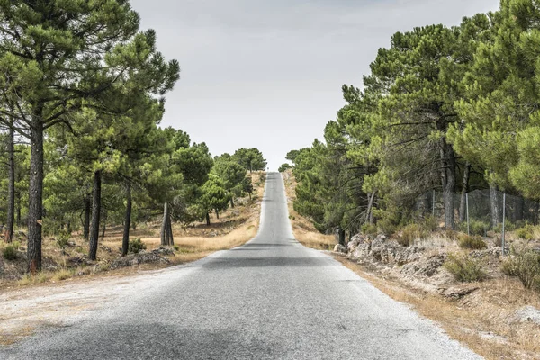 Δρόμος μέσα στο βουνό, καλοκαιρινά ταξίδια — Φωτογραφία Αρχείου