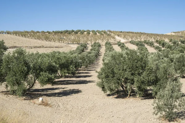 Olive plantation with many trees — Stock Photo, Image