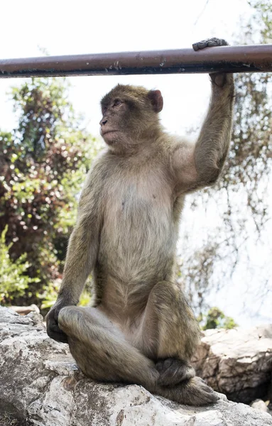 Barbary macaque monkey — Stock Photo, Image