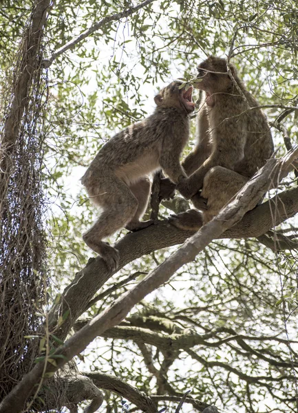 Barbary macaques who fight — Stock Photo, Image