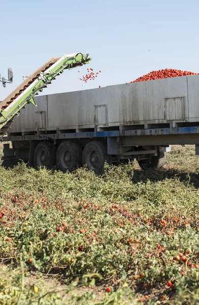 Harvester collects tomatoes — Stock Photo, Image