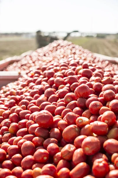 Skördaren samlar tomater i trailer — Stockfoto