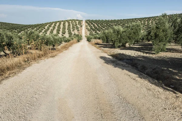 Оливковые деревья и грунтовые дороги — стоковое фото