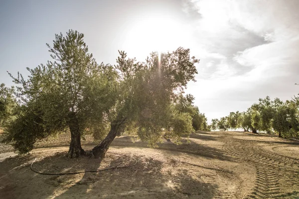 Oliveto con molti alberi — Foto Stock