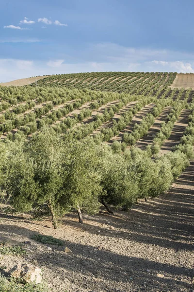 Olive plantation with many trees — Stock Photo, Image