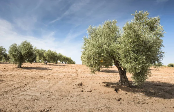 Plantação de azeitonas com muitas árvores — Fotografia de Stock