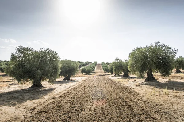 Plantación de olivos con muchos árboles — Foto de Stock