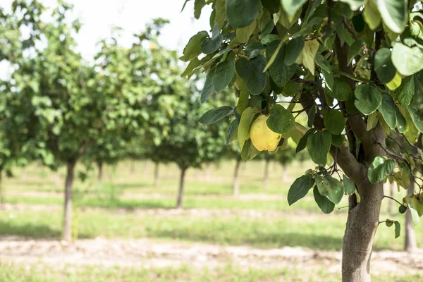 Айва orchard відділення — стокове фото