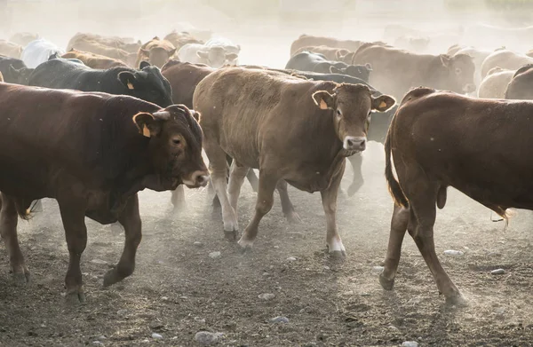 Veaux dans la ferme pour le veau . — Photo