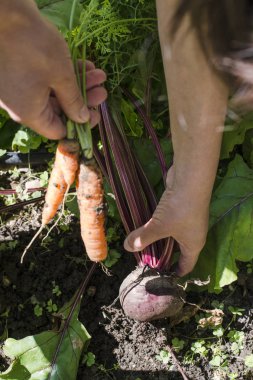 Havuç ve pancar bahçesinde hasat