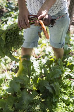 Havuç ve pancar bahçesinde hasat