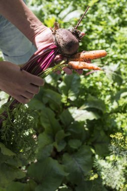 Havuç ve pancar bahçesinde hasat