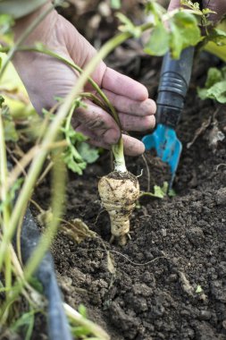 Kadın parsnips çeker