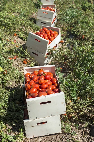 Picked tomatoes in crates — Stock Photo, Image